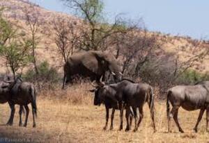 Pilanesberg Game Reserve Wild